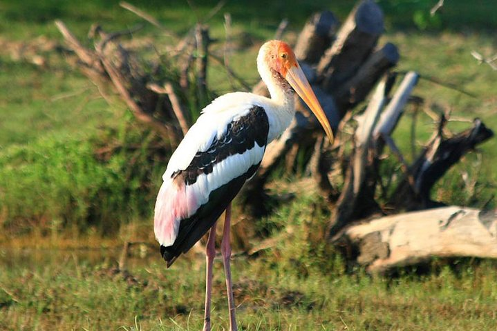 Half Day Safari in Bundala National Park from Hambantota Harbor - Photo 1 of 7